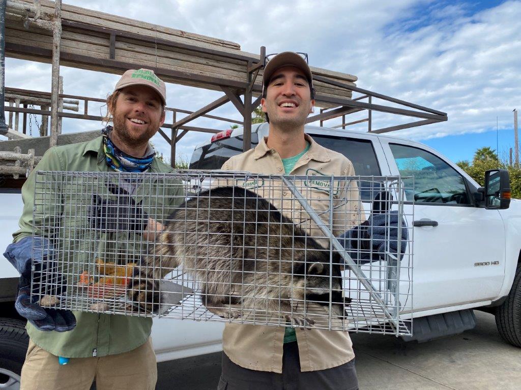 Des Moines raccoon trapping